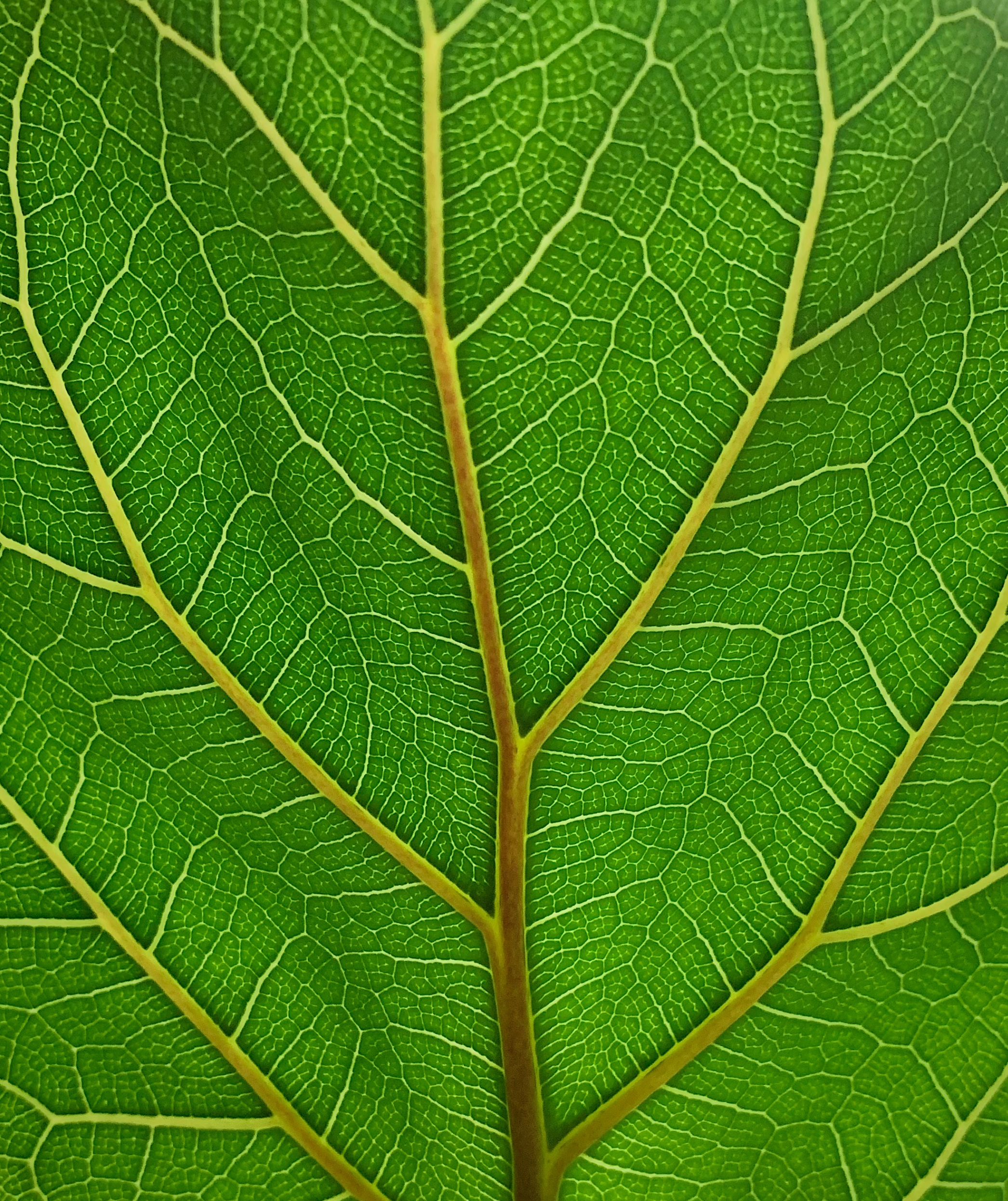 fiddle leaf fig close up leaf