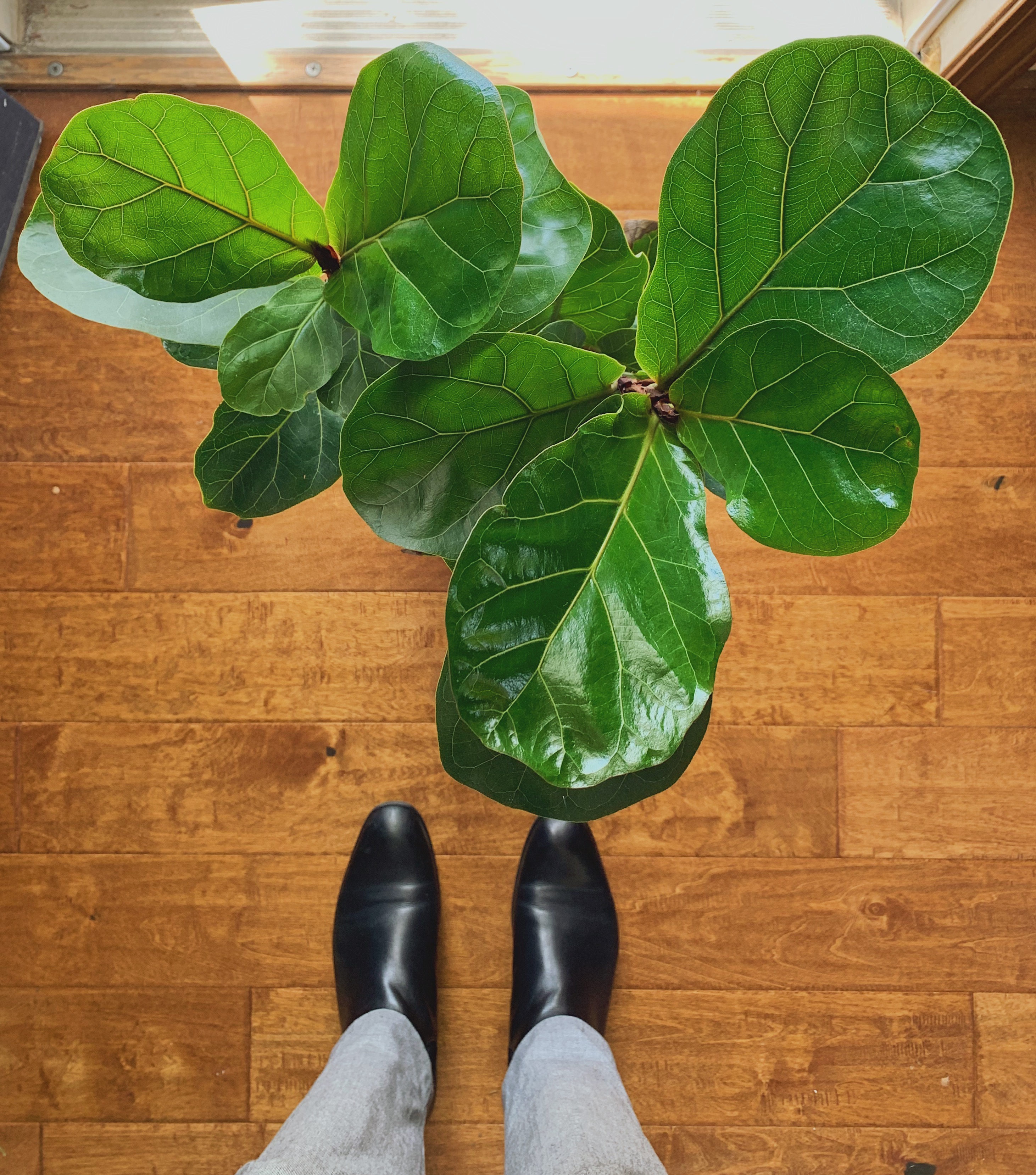 fiddle leaf fig tree plant