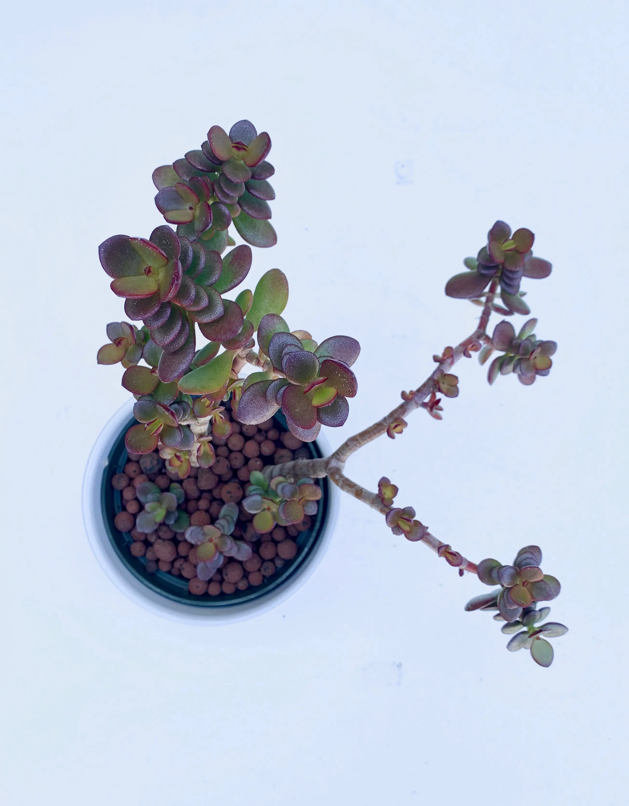 Crassula ovata jade tree with green and red leaves
