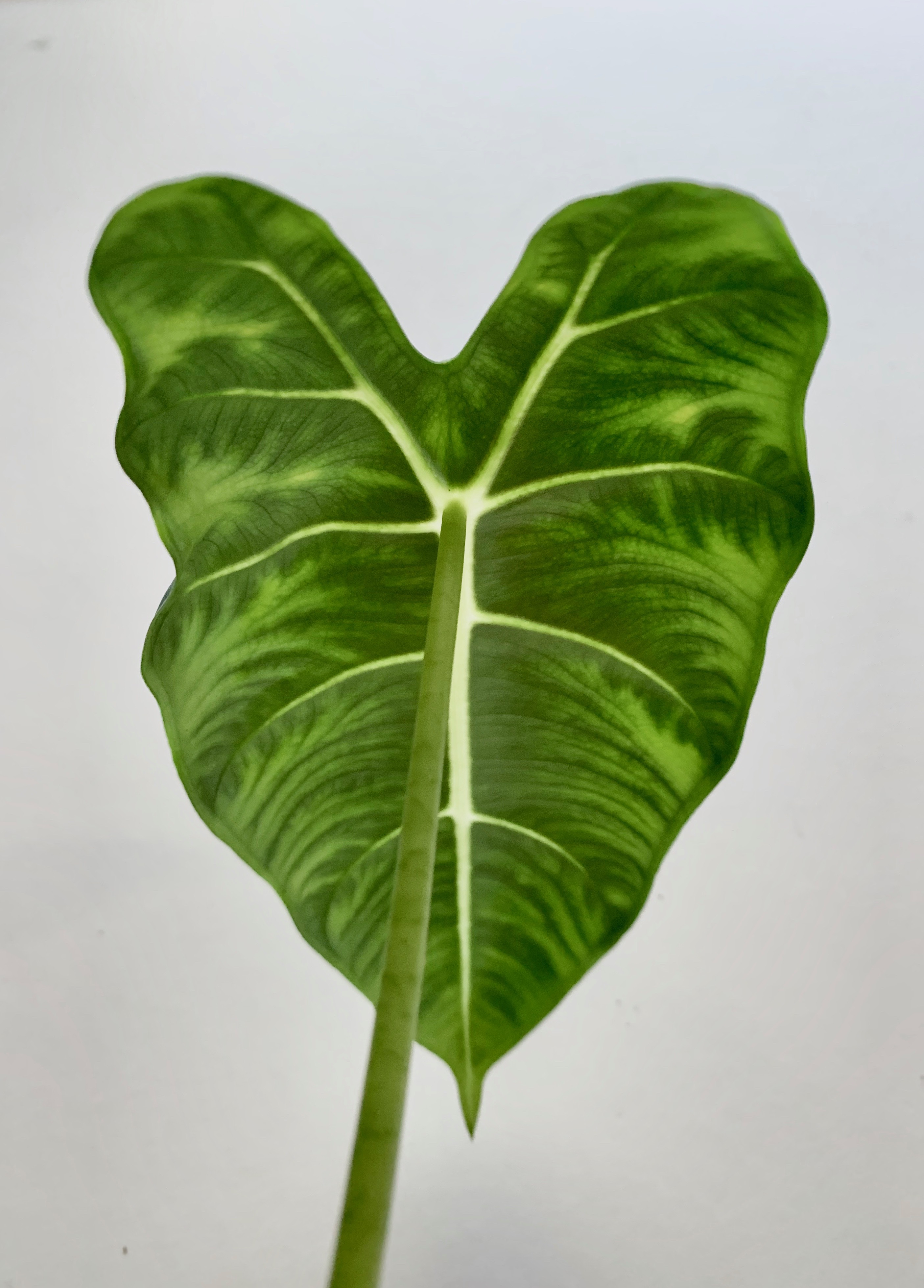 back of green alocasia frydek leaf with veins