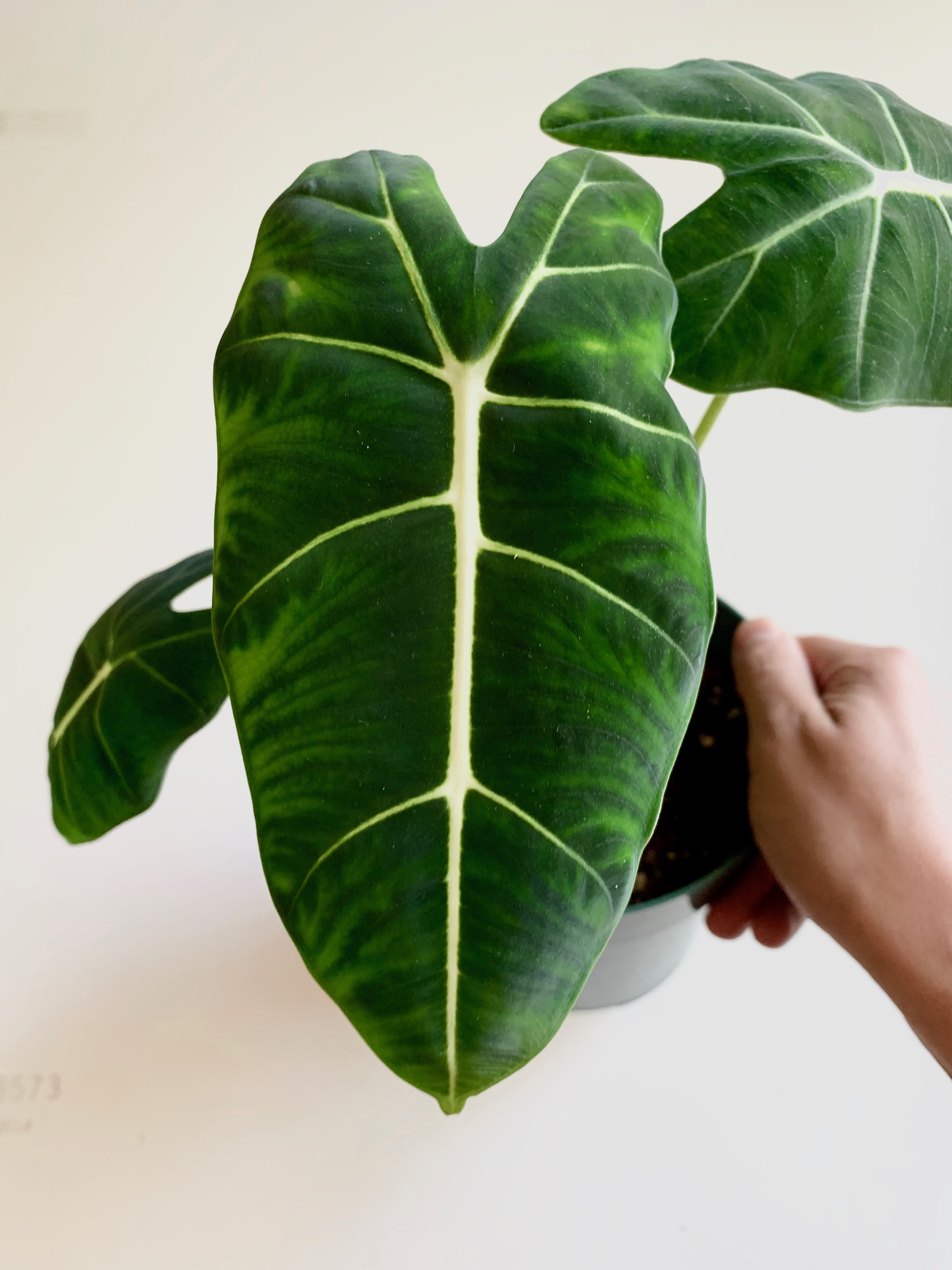 alocasia frydek plant care close-up to show detail