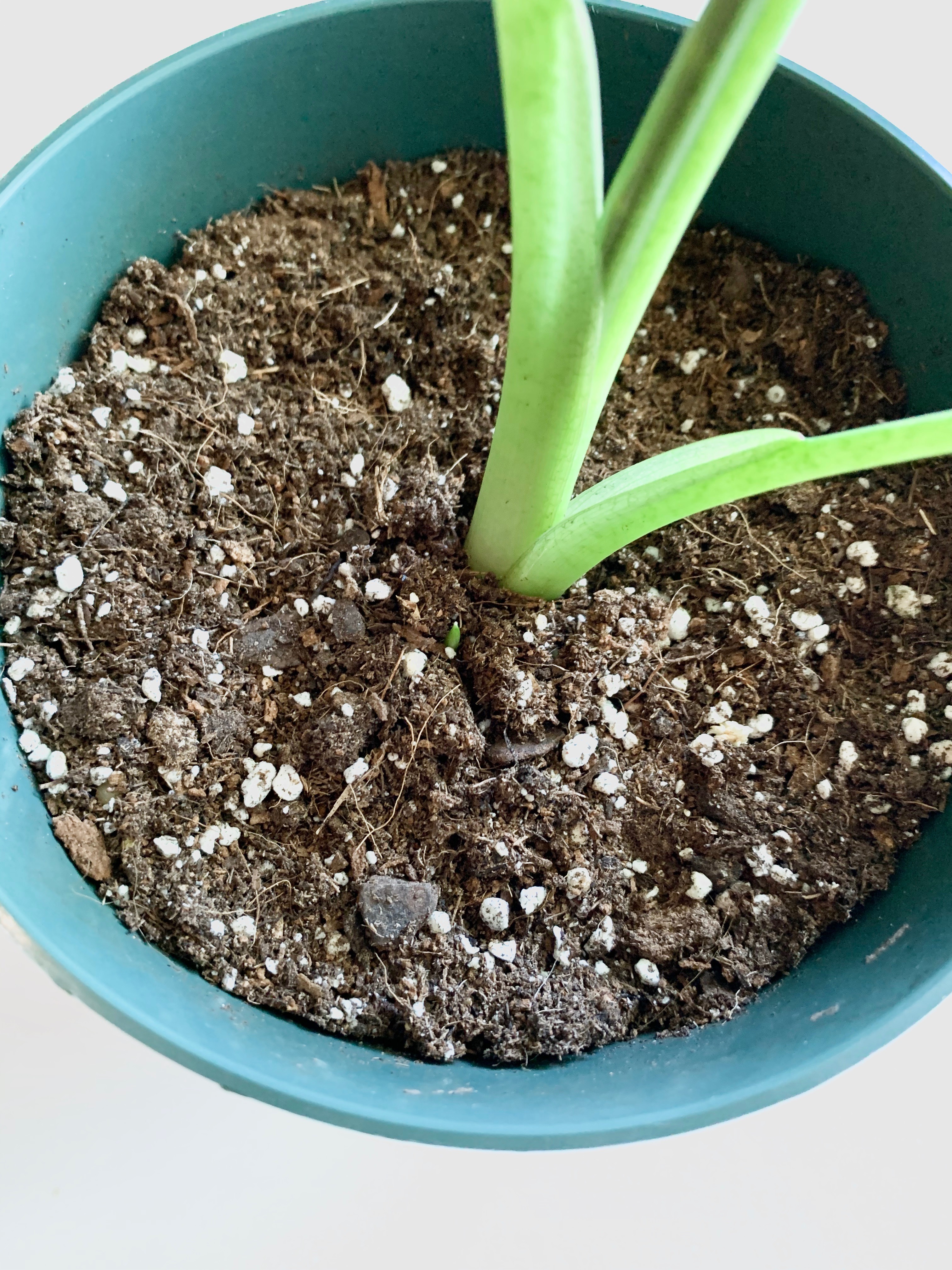 alocasia micholitziana frydek in a pot with small offshoot plant