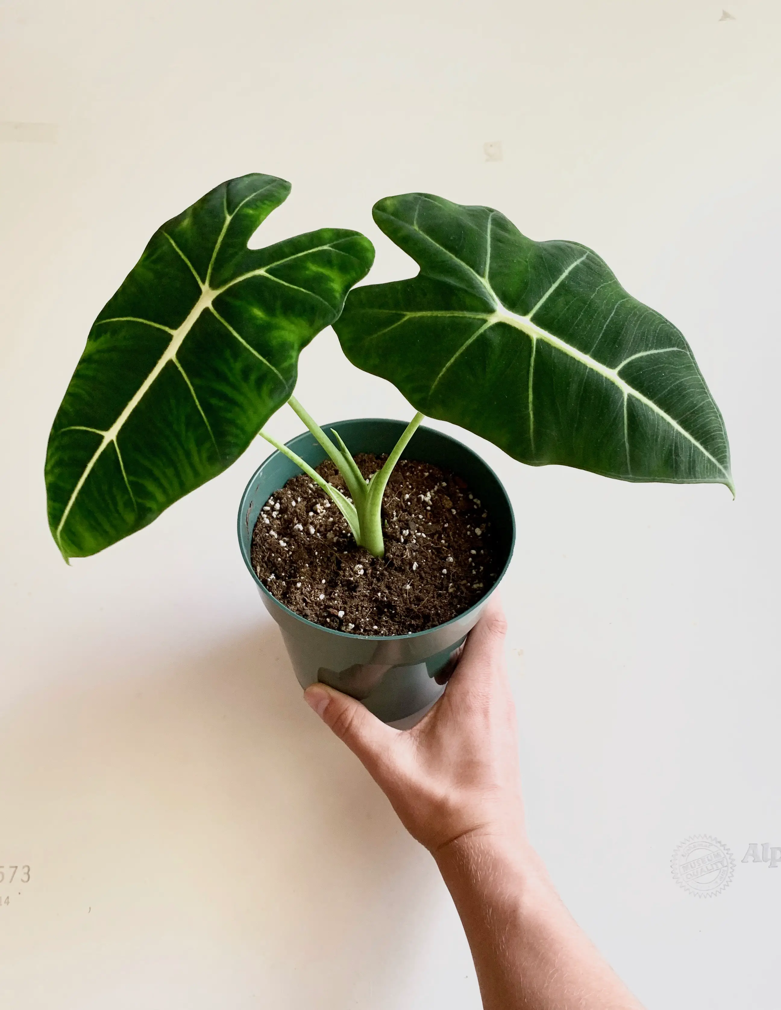 alocasia frydek plant with large green leaves