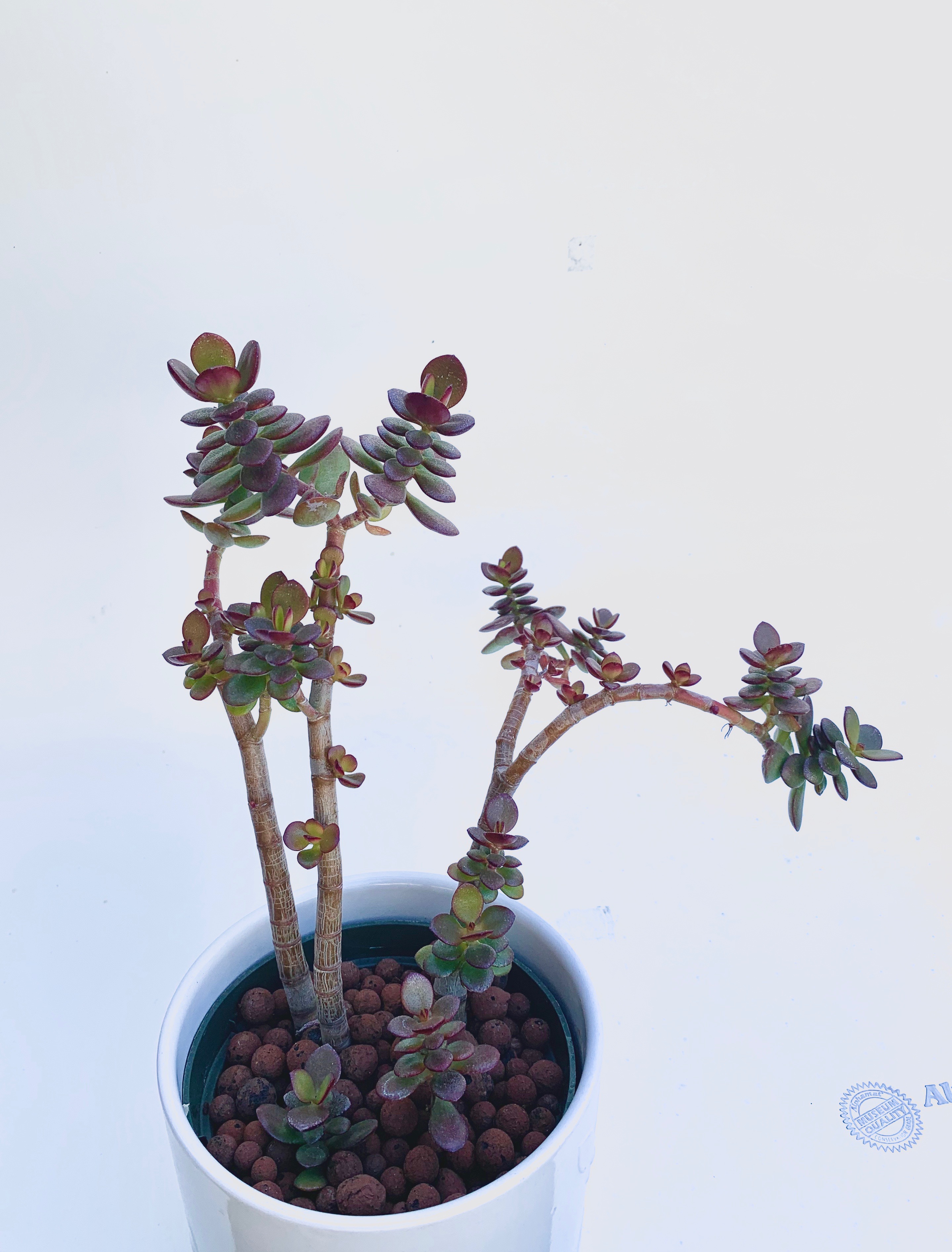 Crassula ovata jade tree with green and red leaves