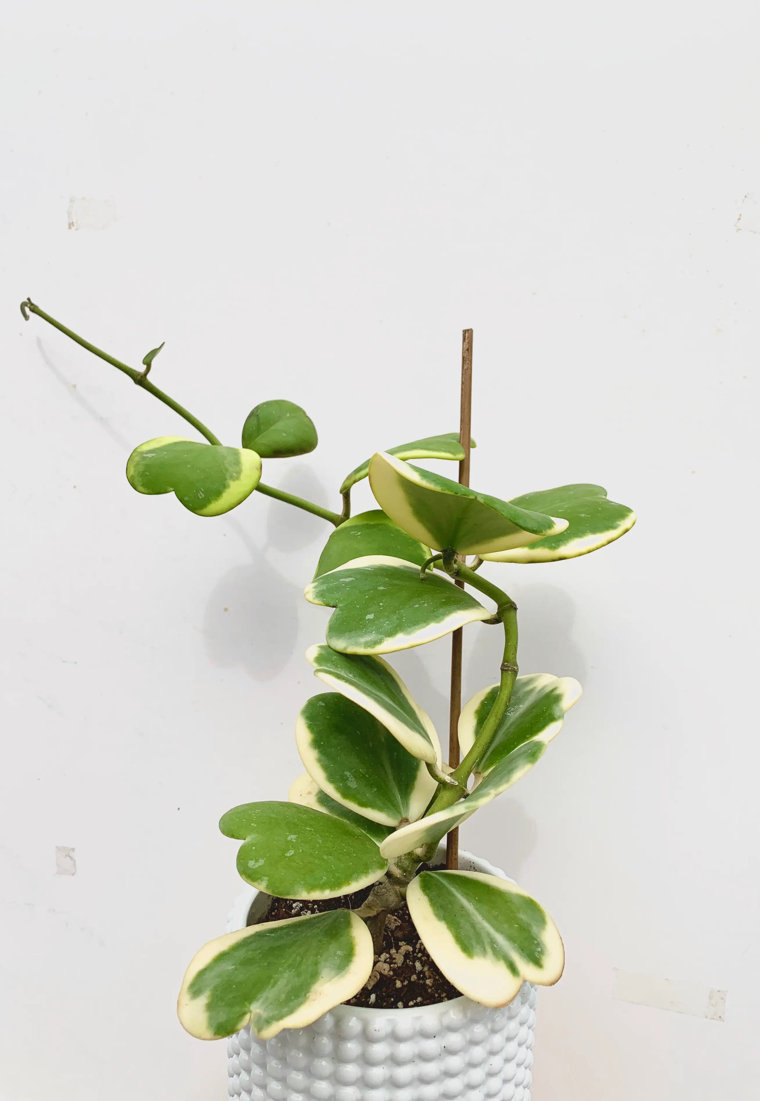 hoya kerrii variegata vining plant on trellis leaves