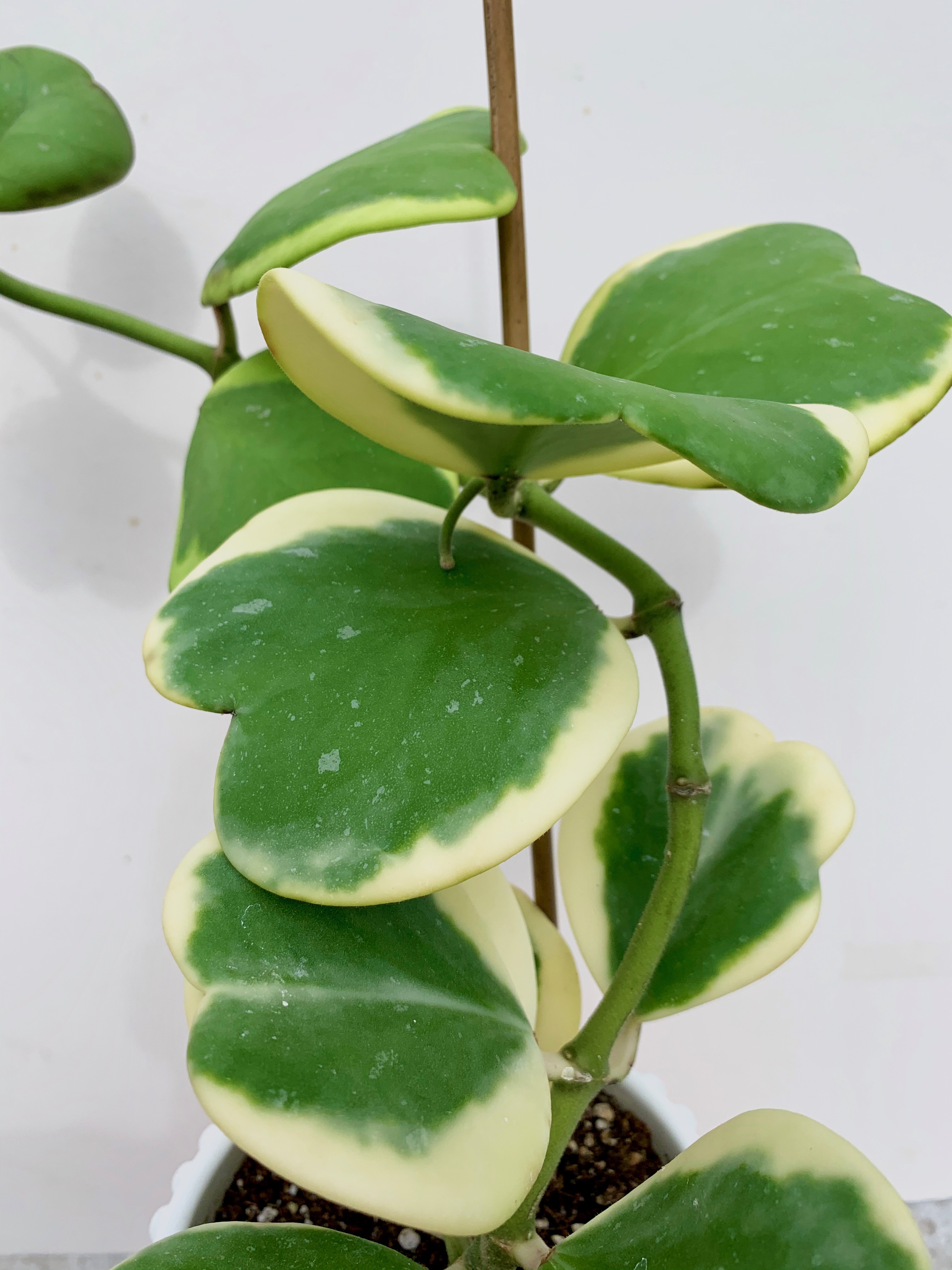 hoya kerrii variegata vining plant on trellis leaves