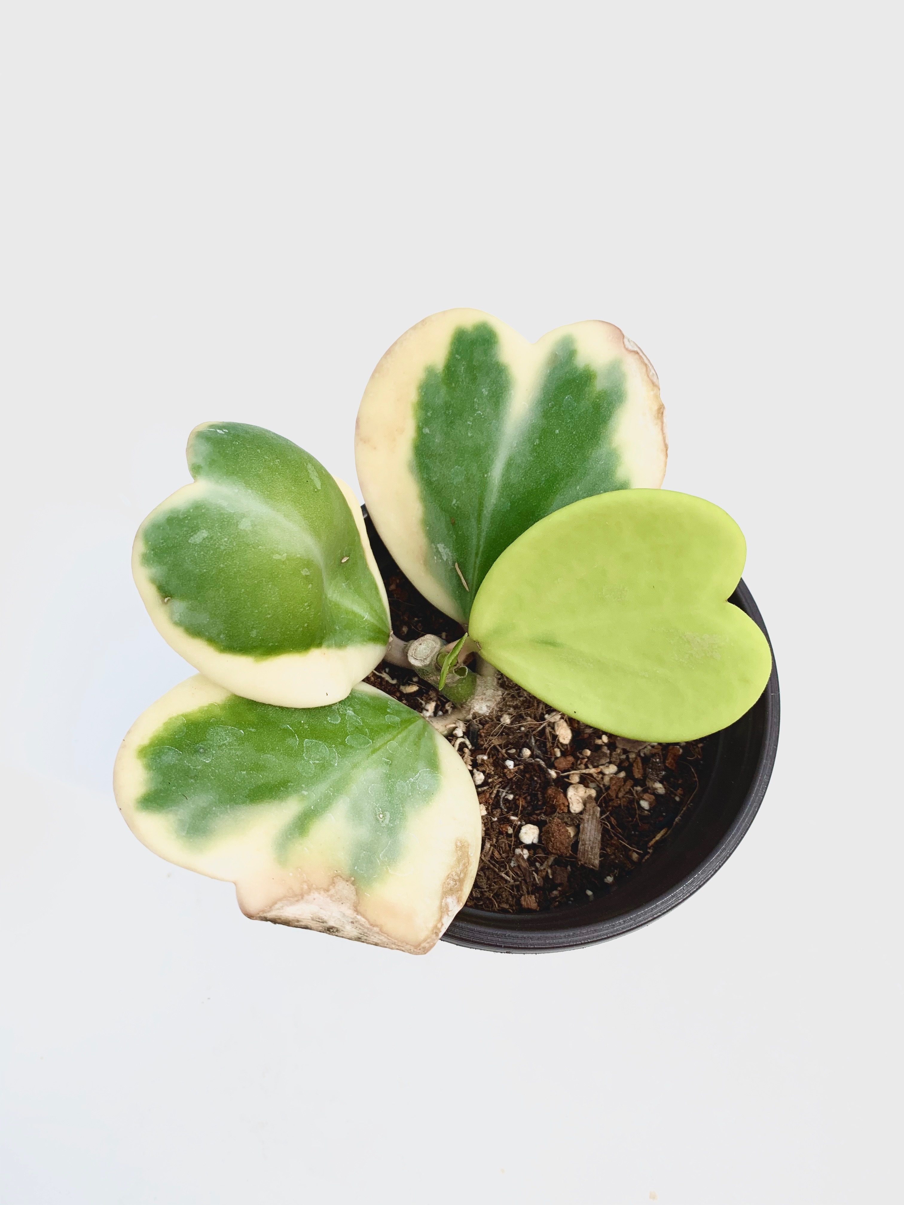 hoya kerrii variegata vining plant on trellis leaves