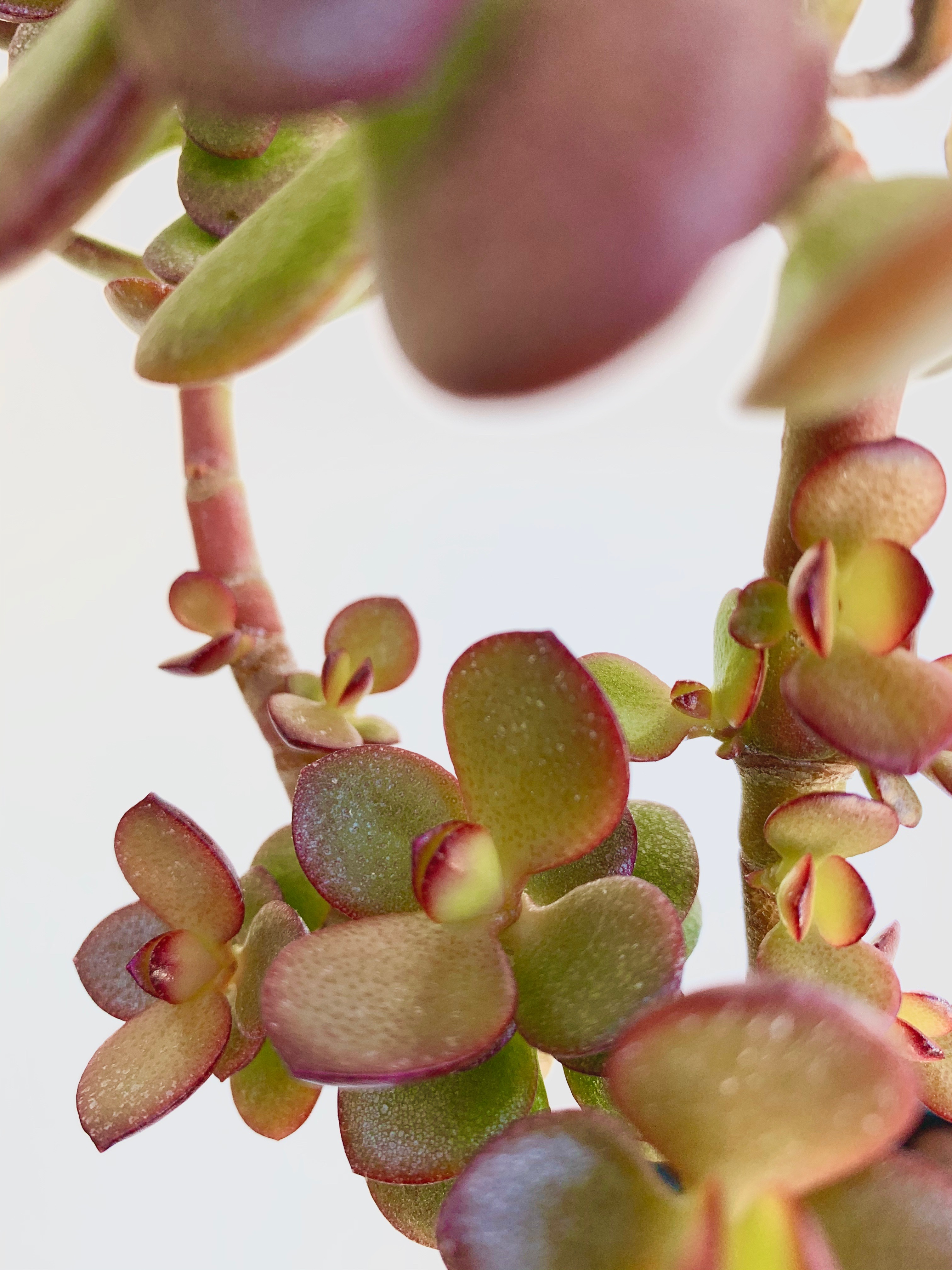 Crassula ovata jade tree with green and red leaves