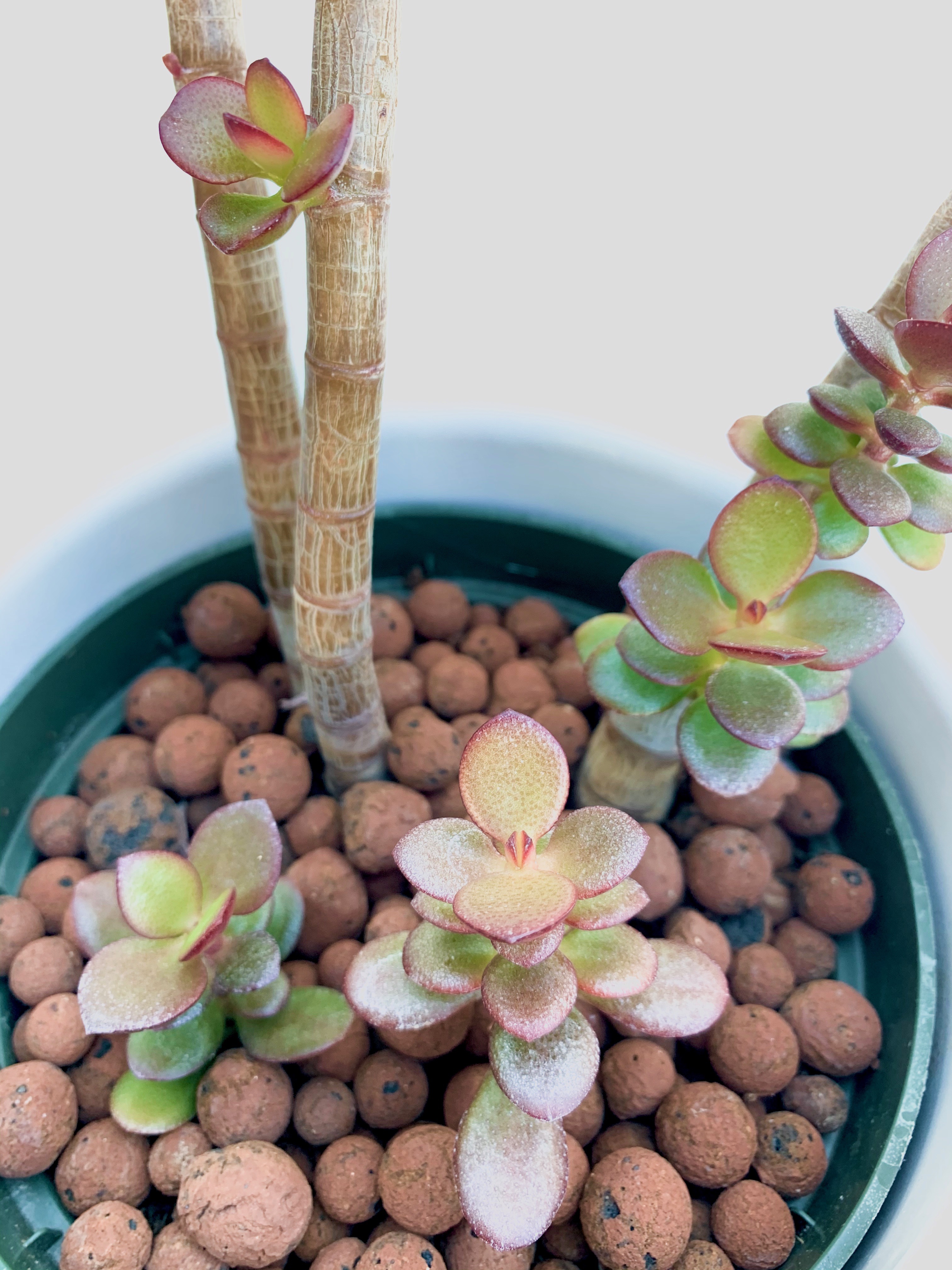 Crassula ovata jade tree with green and red leaves