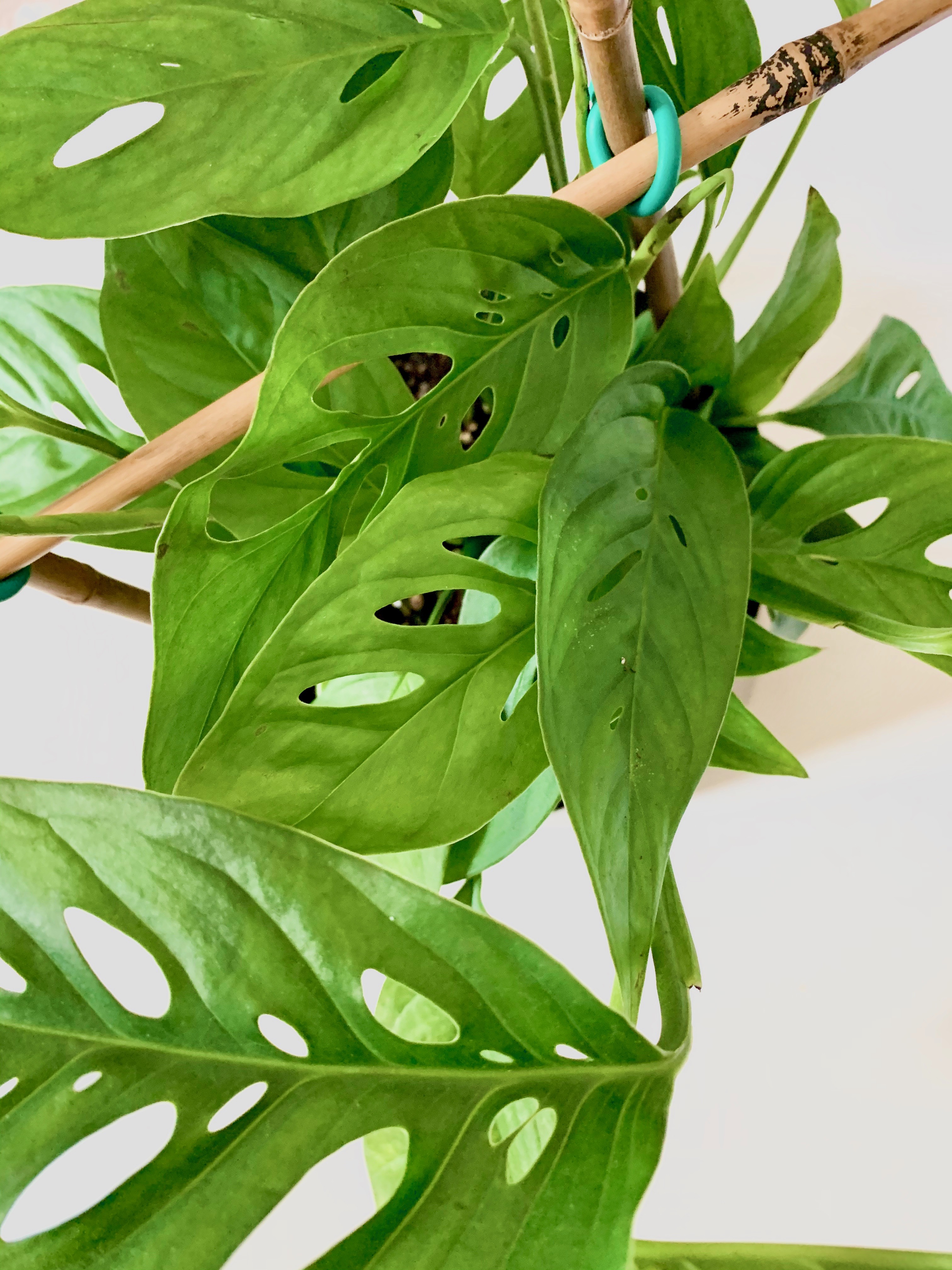 close-up of monstera adansonii leaves with holes