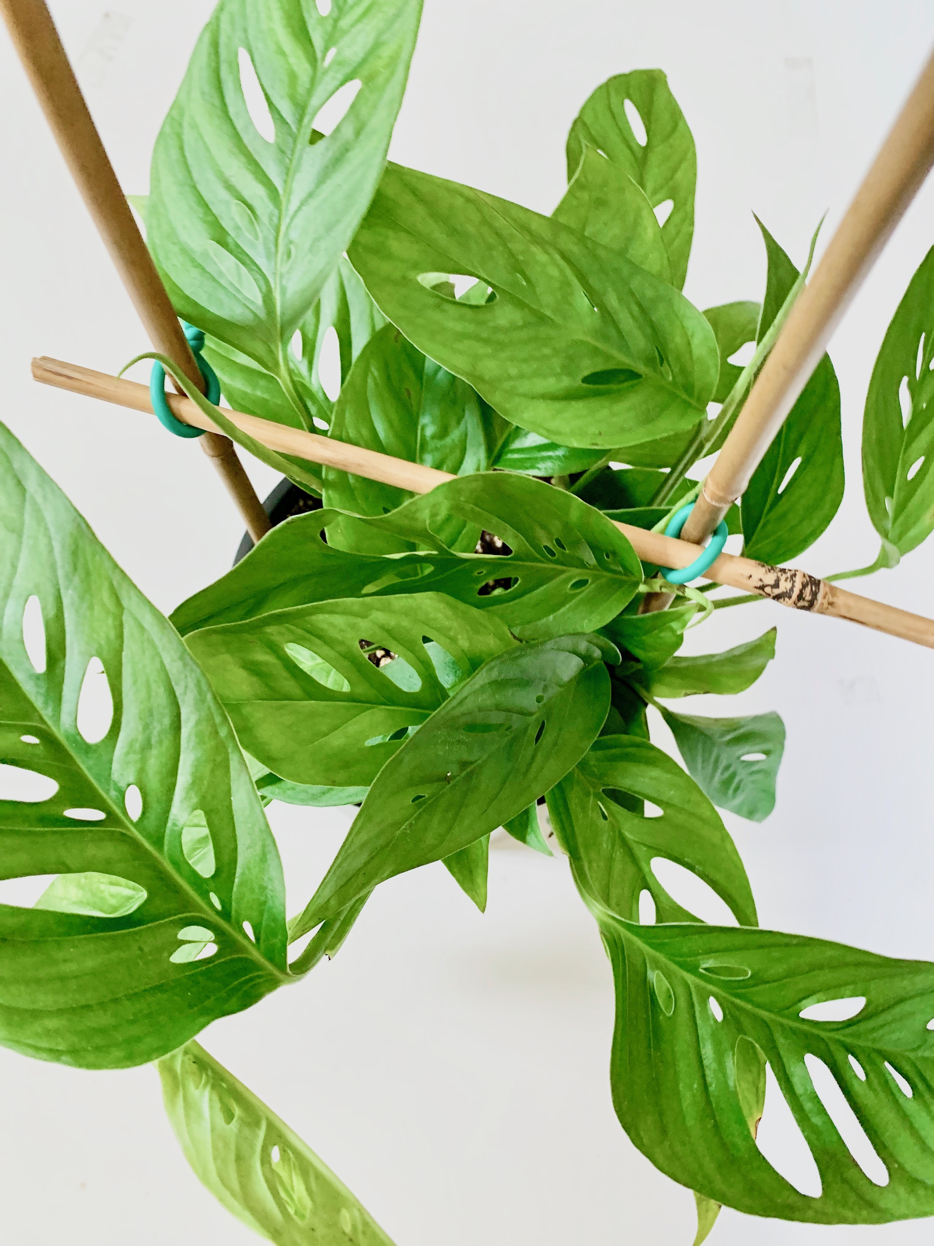 monstera adansonii green vining plant on trellis