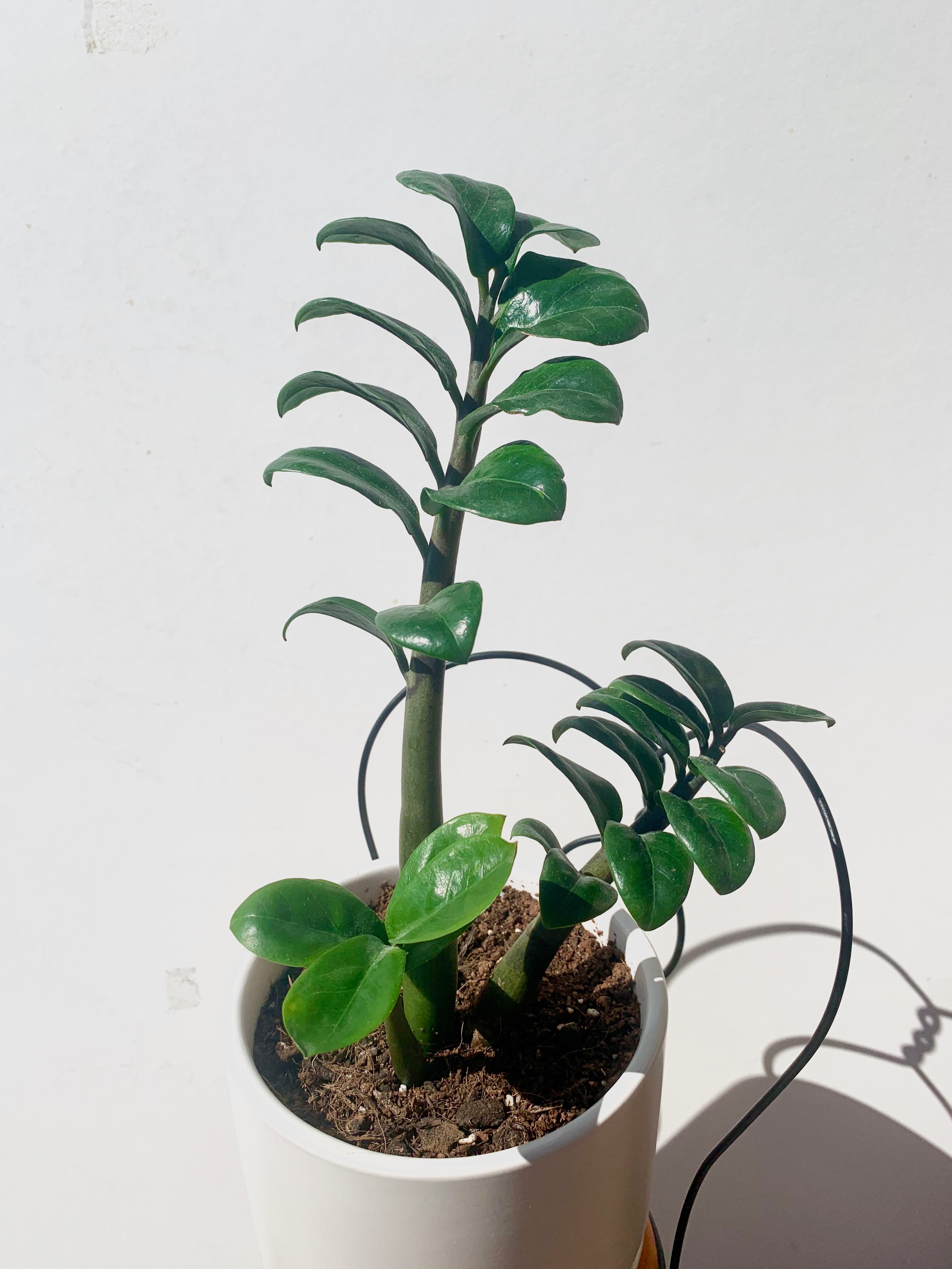 ZZ Plant Green with leaves and stem