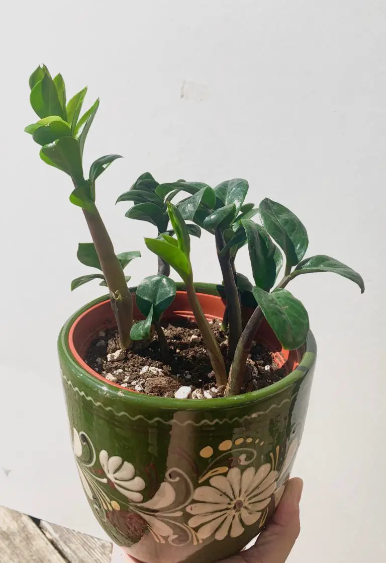 ZZ Plant Green with leaves and stem