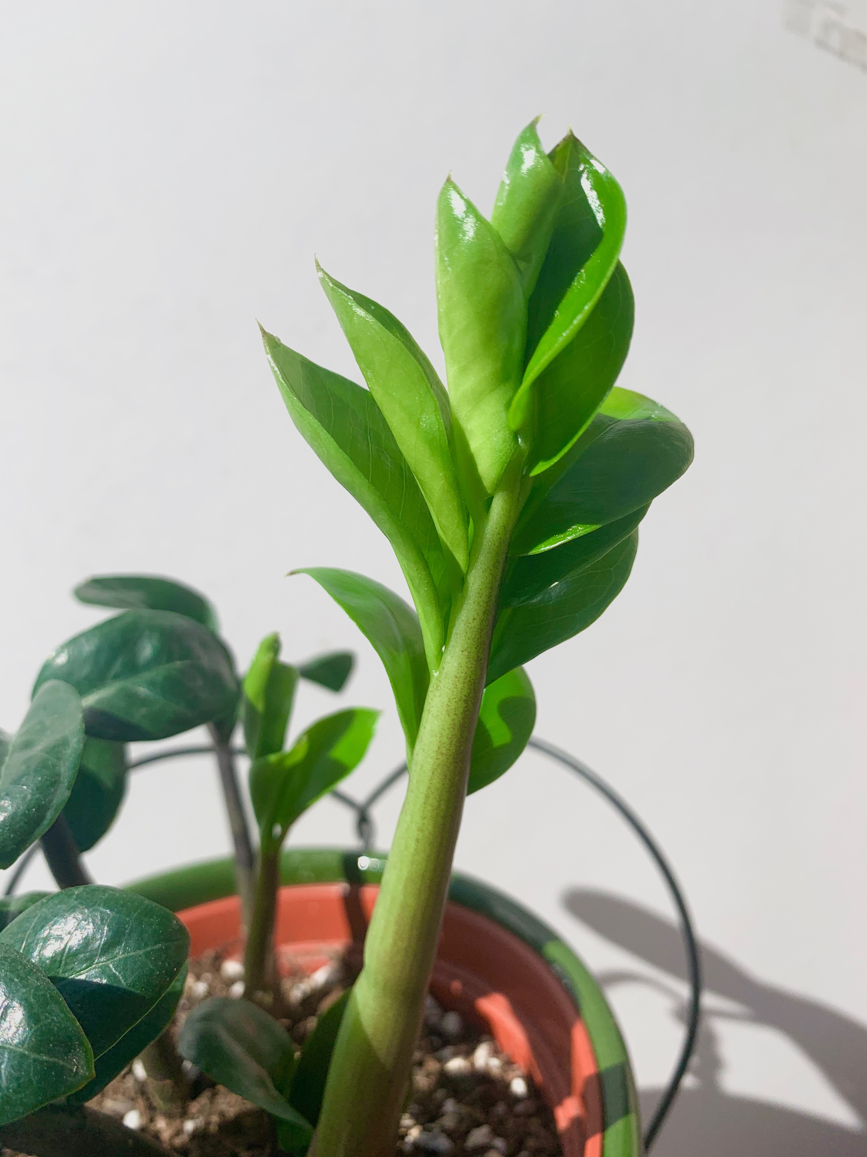 ZZ Plant Green with leaves and stem