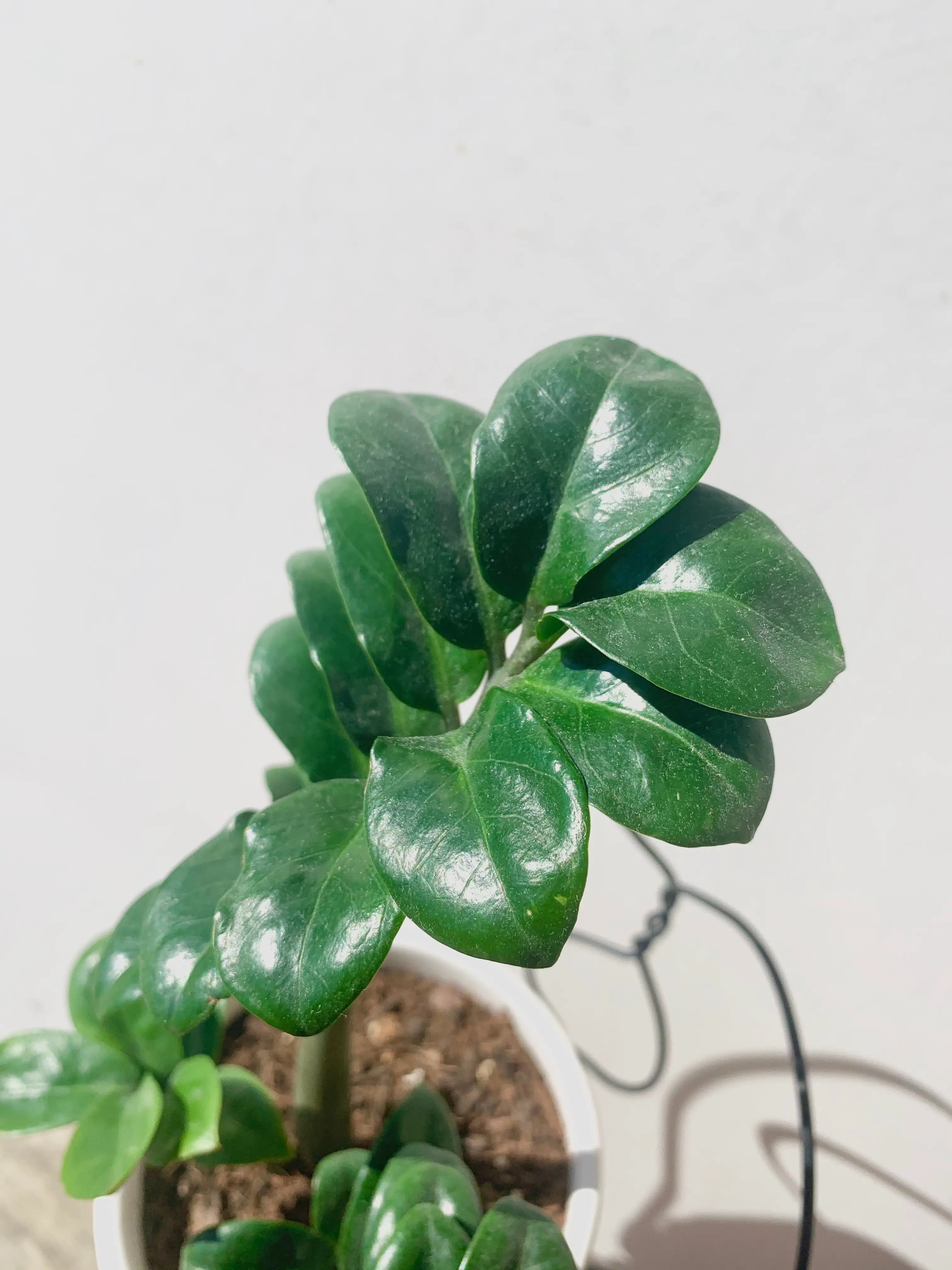 ZZ Plant Green with leaves and stem