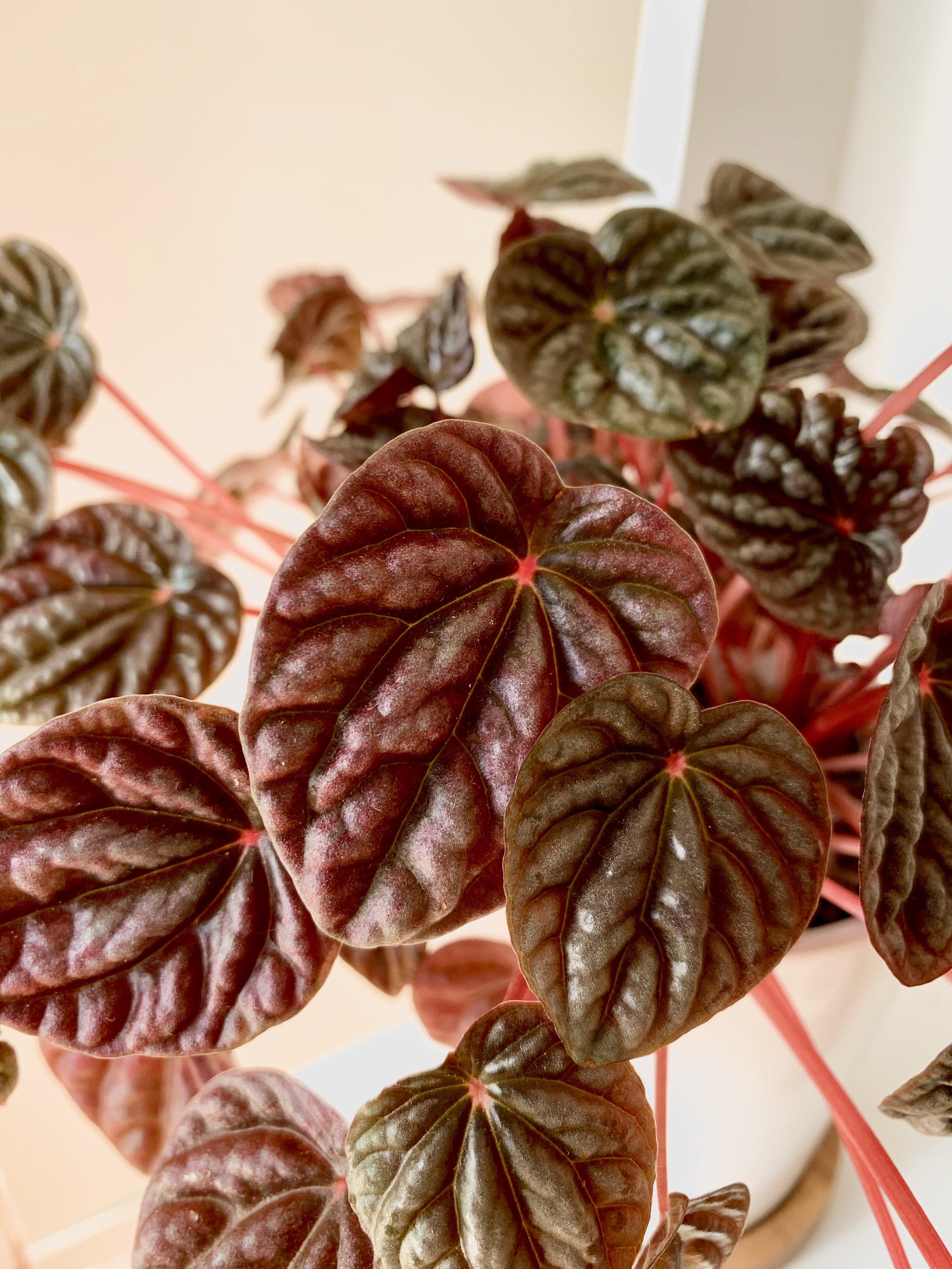 Red Ripple Peperomia Close Up Foliage