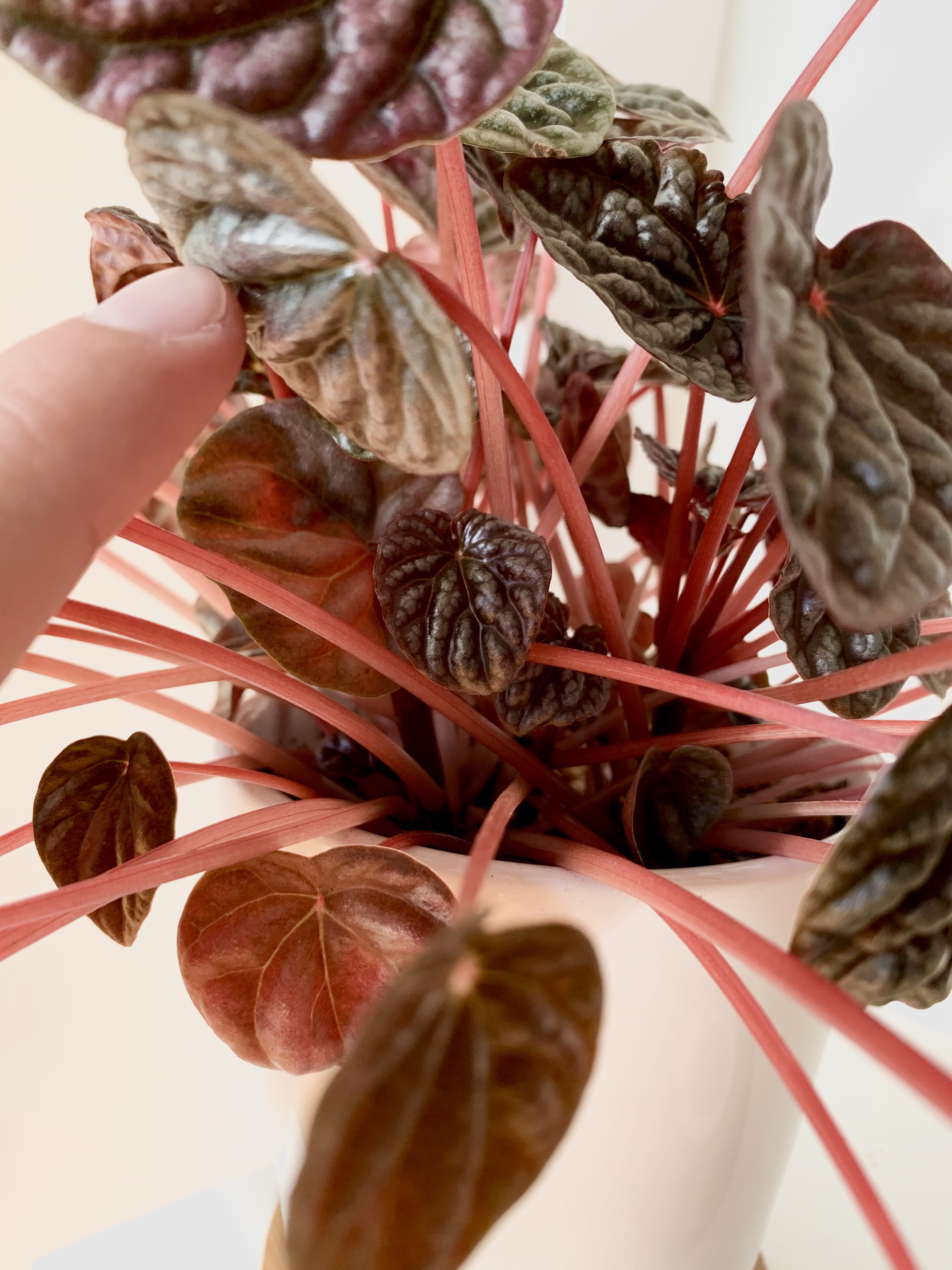 Peperomia Caperata Red Ripple Vibrant Stems Maroon