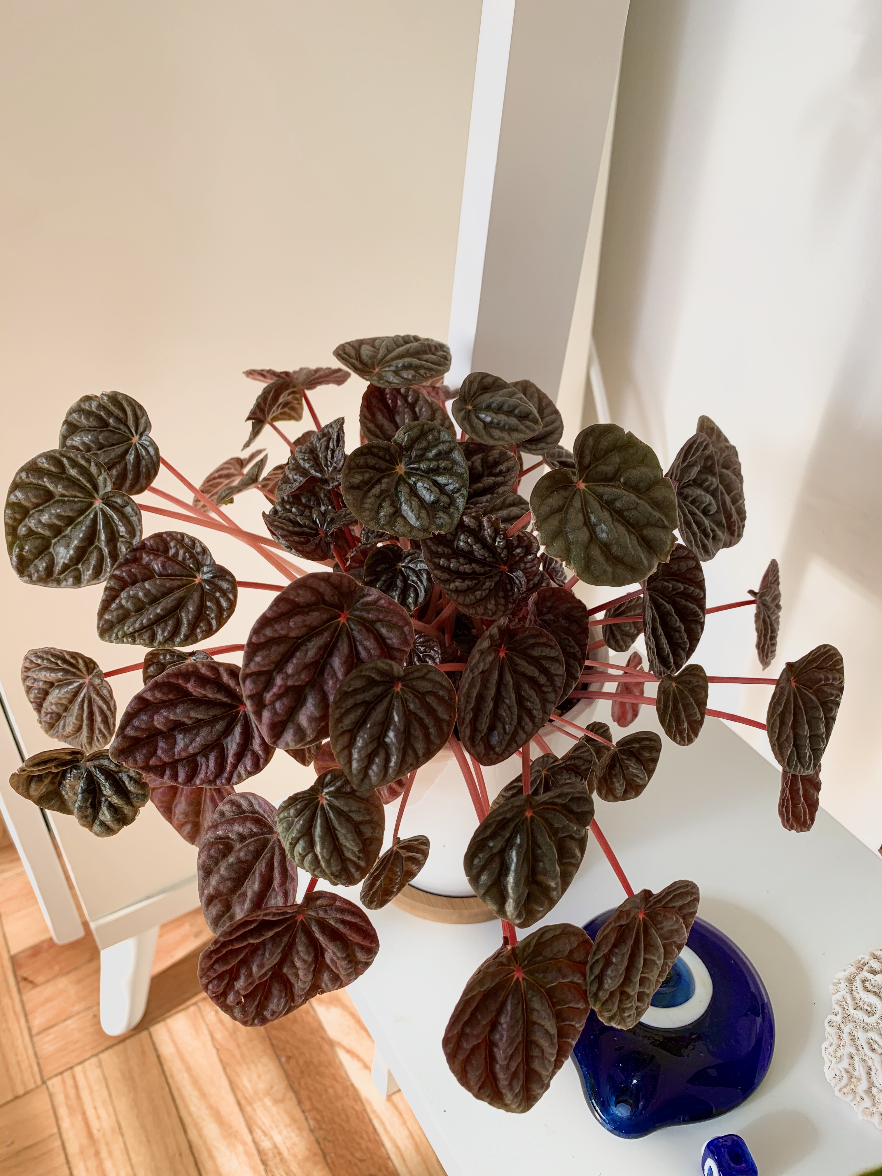 Peperomia Caperata Red Ripple