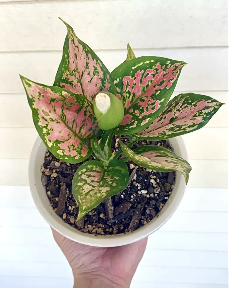 Pink Aglaonema Chinese Evergreen