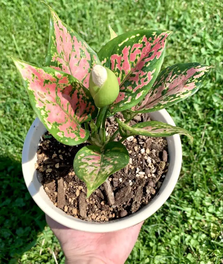 Aglaonema Chinese Evergreen