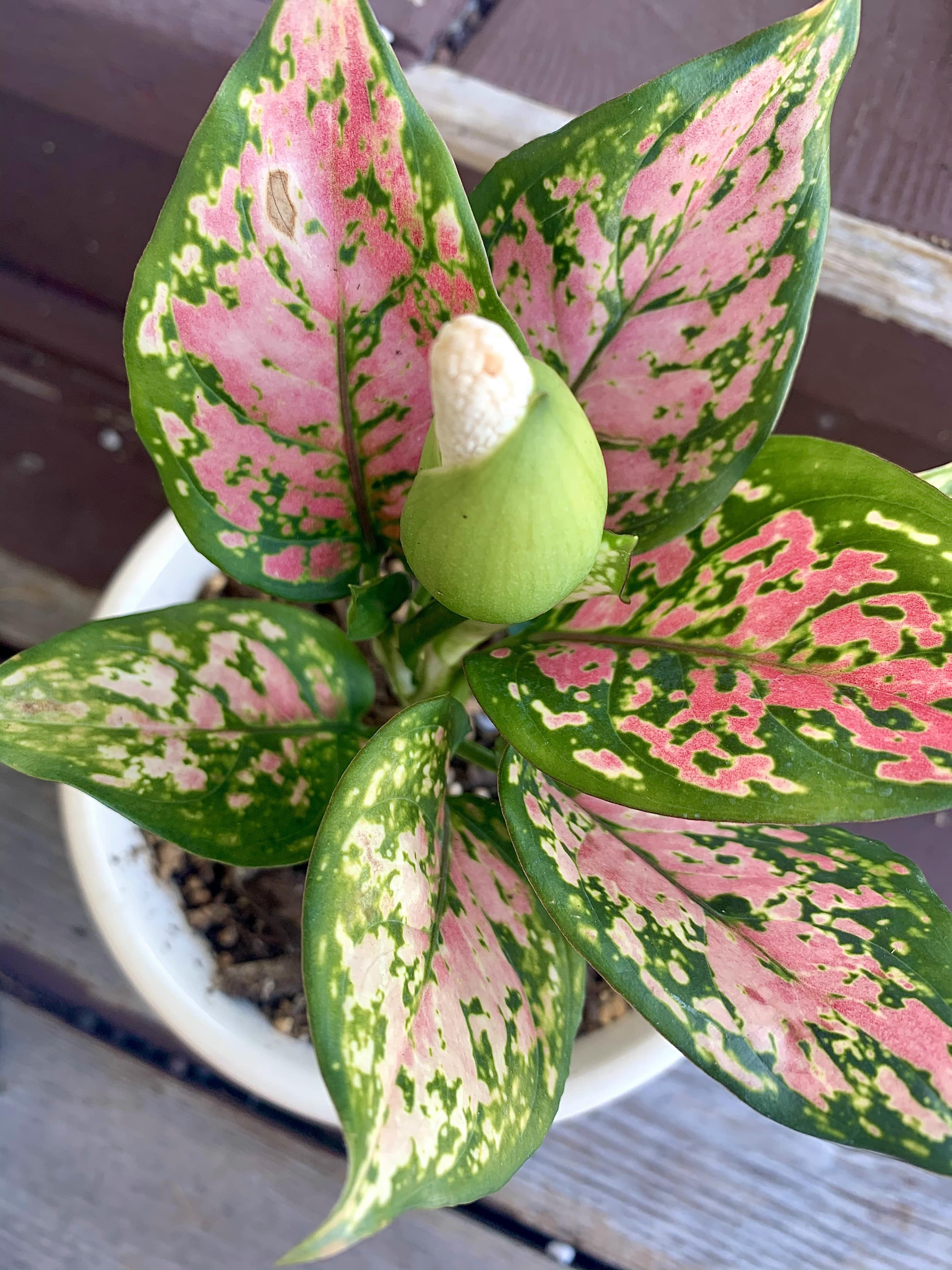 Close up Aglaonema Chinese evergreen bloom