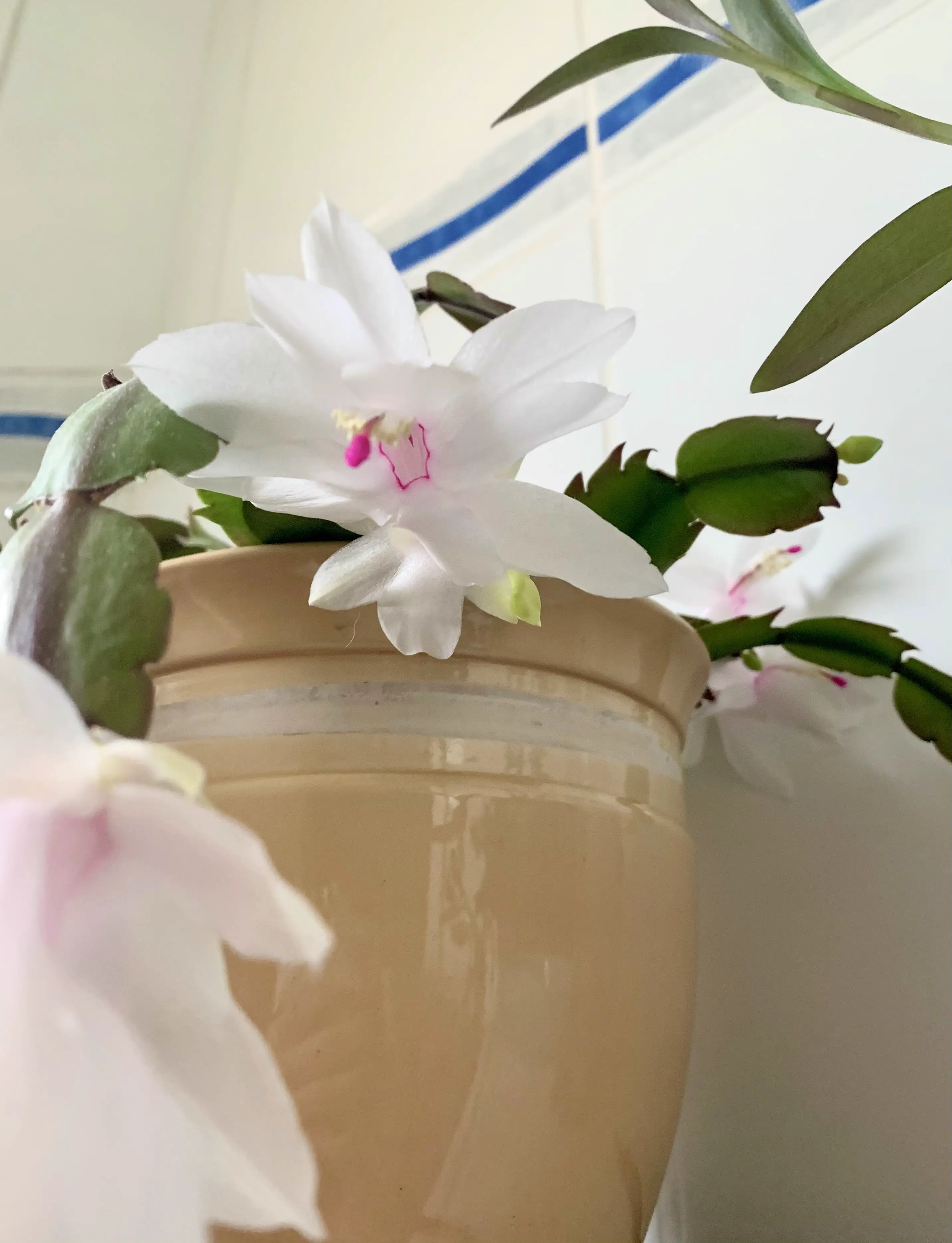 Christmas Cactus with blooming flowers