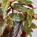 Read more about the article Polka Dot Begonia Care – How To Grow Begonia Maculata