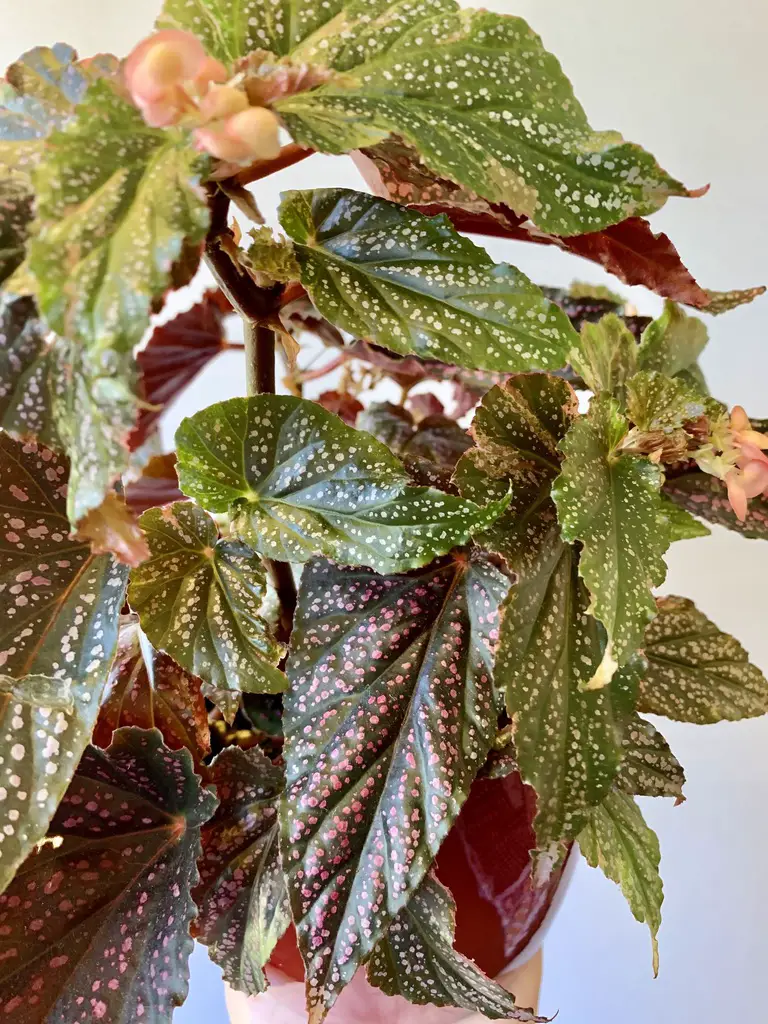Polka Dot Begonia Care – How To Grow Begonia Maculata