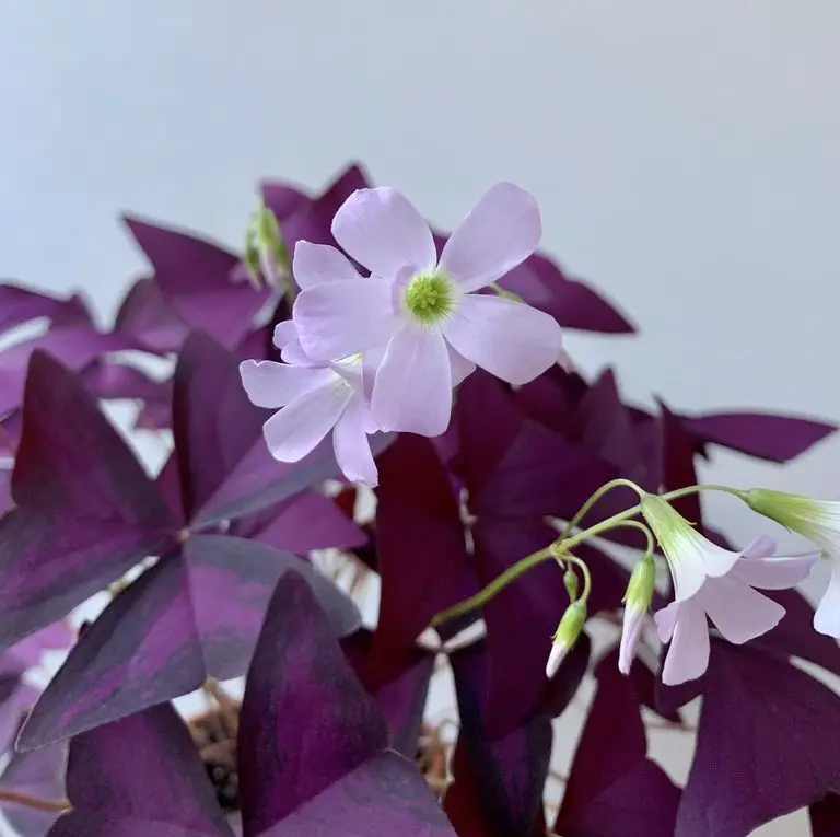 Oxalis Triangularis Flower