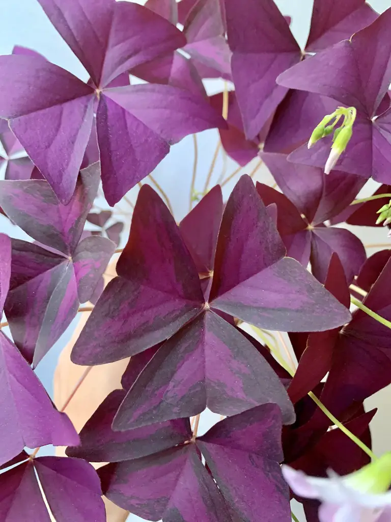 Oxalis Triangularis Foliage