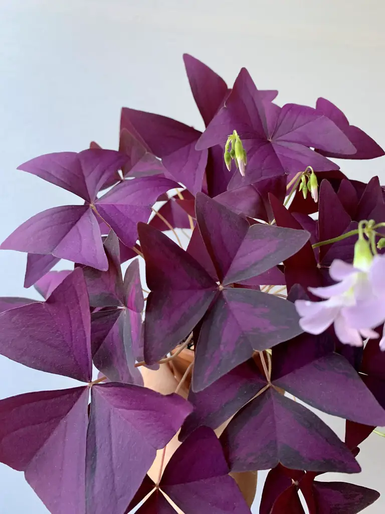 Oxalis Triangularis close up