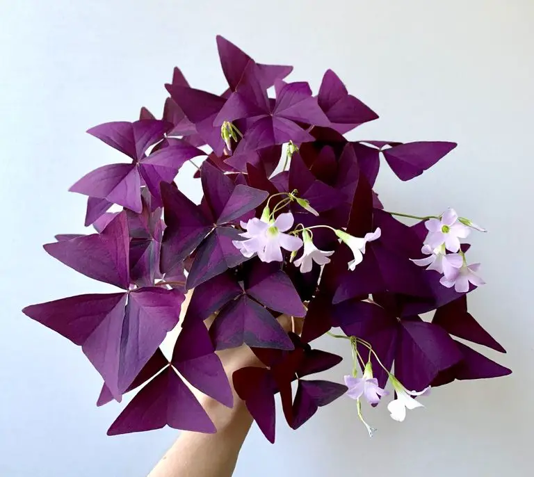 You are currently viewing How To Grow Oxalis Triangularis From Bulbs