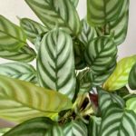 Read more about the article How To Care For Ctenanthe – Never Never Plant