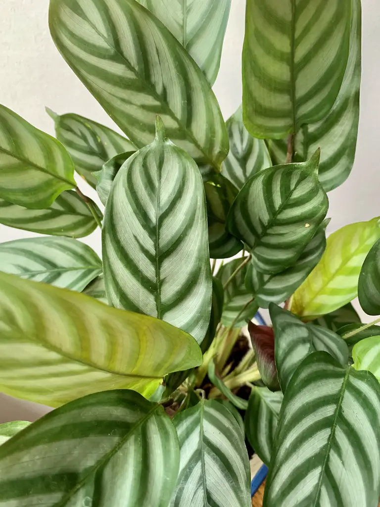 How To Care For Ctenanthe – Never Never Plant