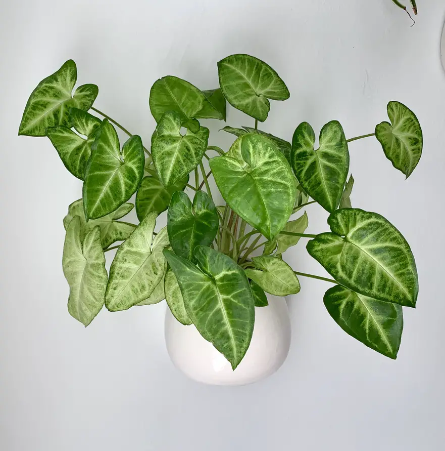 Syngonium podophyllum in wall pot