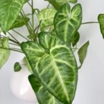 Read more about the article How To Care For Syngonium Podophyllum – Arrowhead Plant