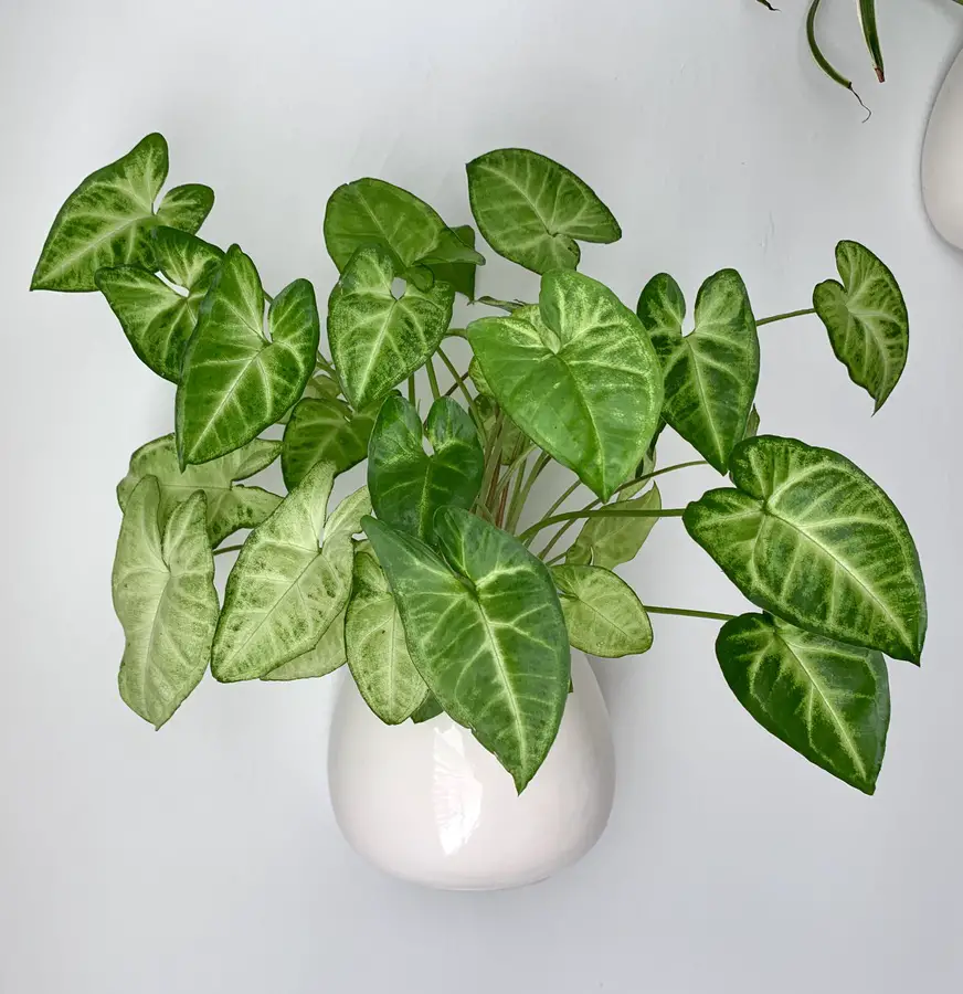 Arrowhead plant with lush foliage