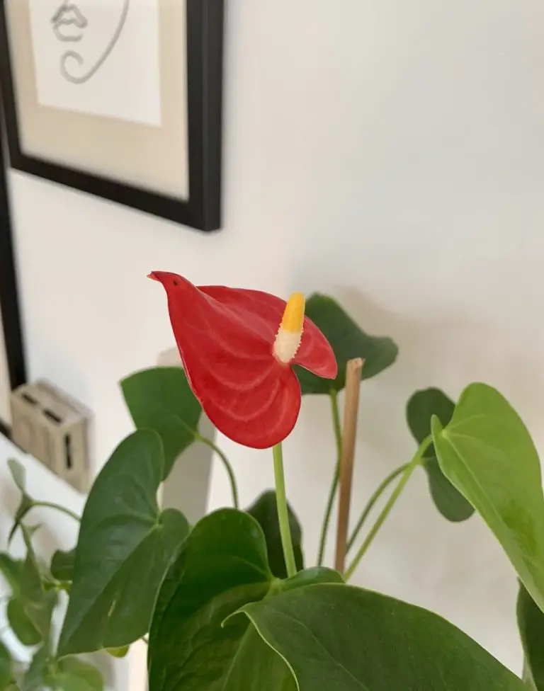 Read more about the article All About Anthurium Andraeanum | Care & Propagation