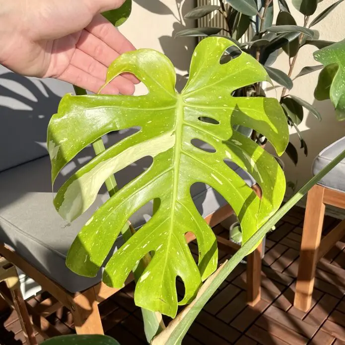 New foliage, light green with creme variegation on a monstera thai constellation