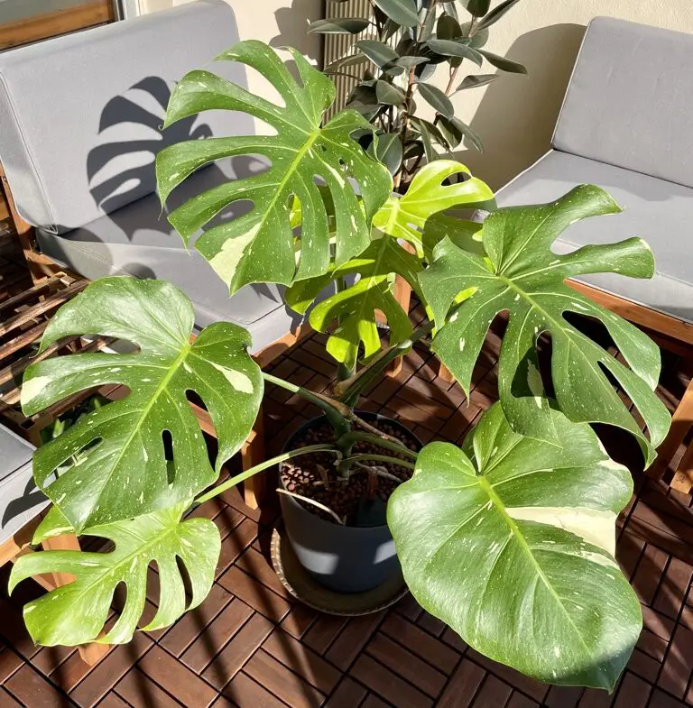 large mature monstera thai constellation plant in grey pot