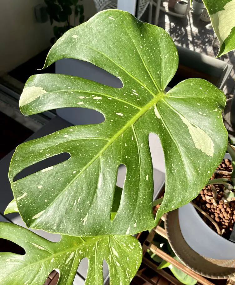 Green and creme colored monstera thai constellation foliage