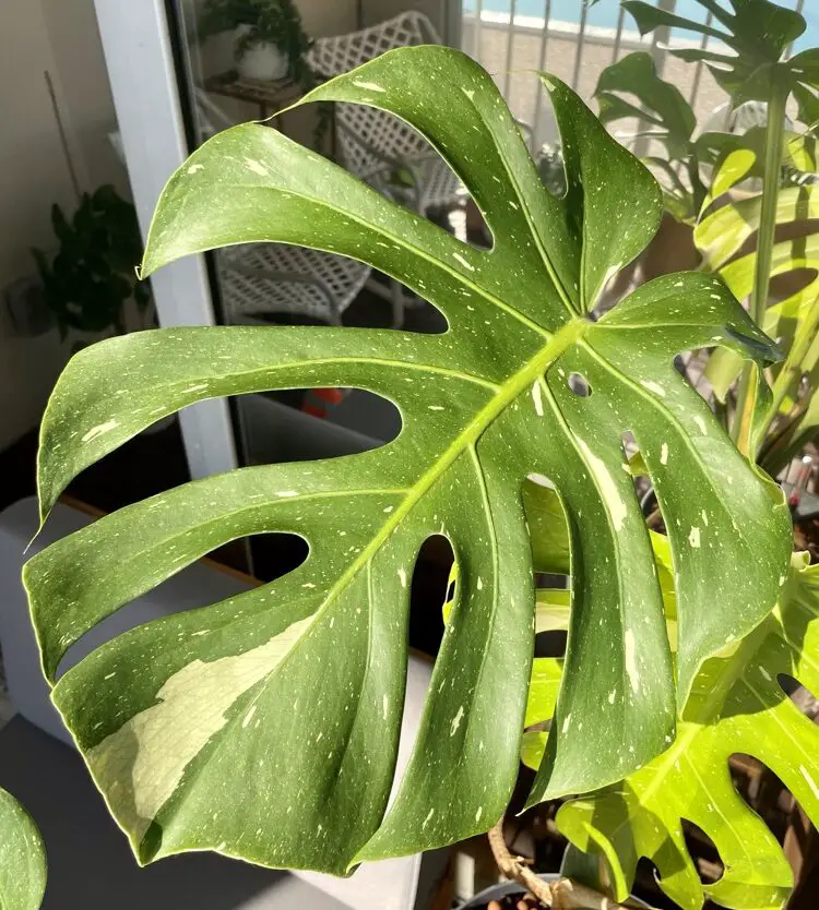 Variegated, mature green and creme monstera thai constellation leaf