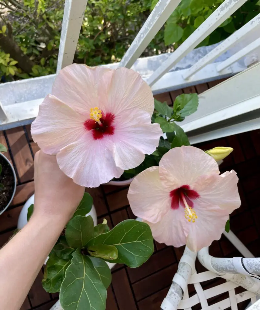 Hibiscus Plant in Bloom