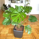 Read more about the article Growing Monstera Deliciosa In Leca: How To Transition & Grow