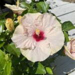 Read more about the article Blooms in a Pot: A Guide on How to Care for Potted Hibiscus Plants