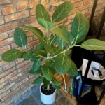 Read more about the article Ficus Audrey Care: A Guide for a Flourishing Ficus benghalensis Audrey