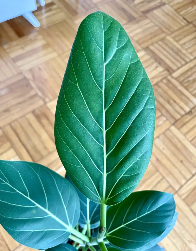 Ficus Audrey Leaf