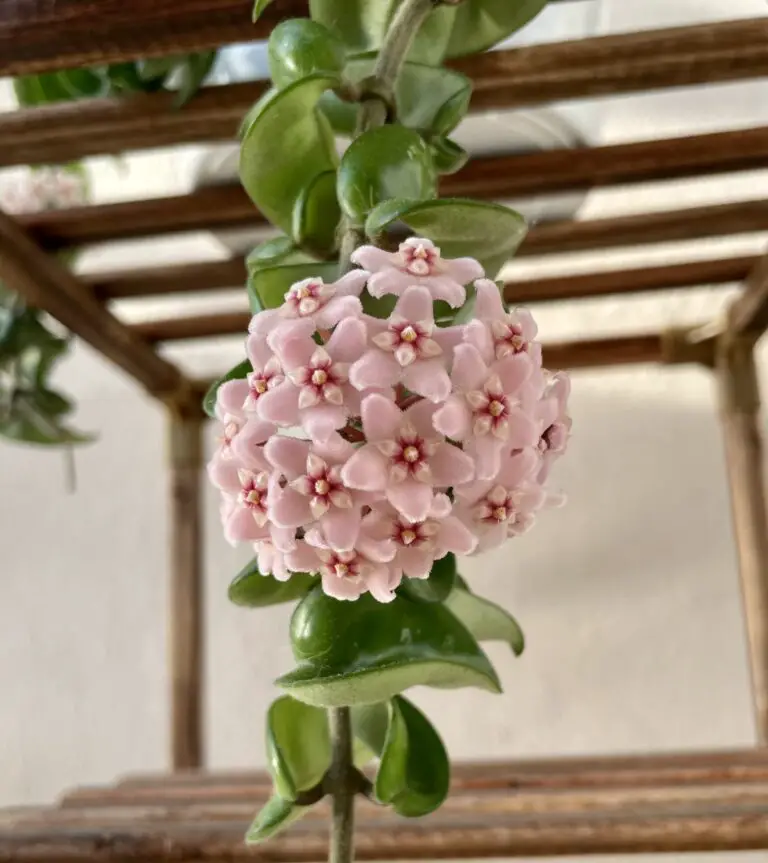 Read more about the article Blooming Marvels: Inducing Hoya Carnosa Compacta Flowers