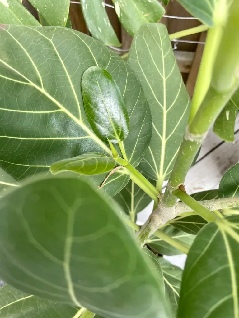 Lush Ficus Audrey Leaves