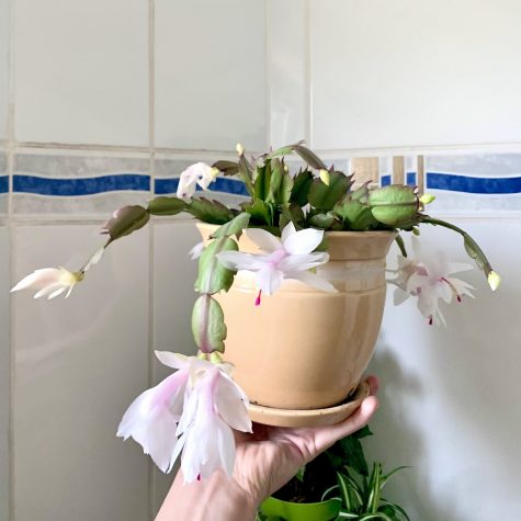 christmas cactus in bloom